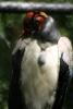 King vulture taking care of its feathers.