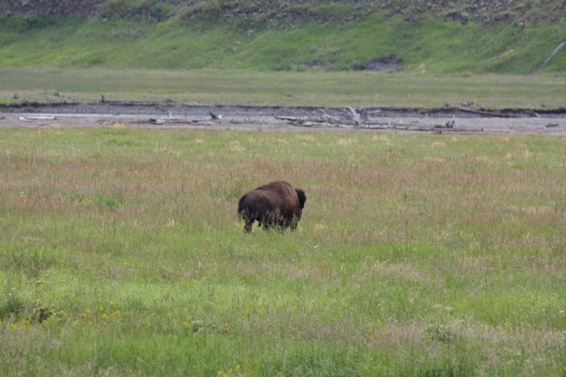 2009-08-05 13:50:14 ** Bison, Yellowstone National Park ** 