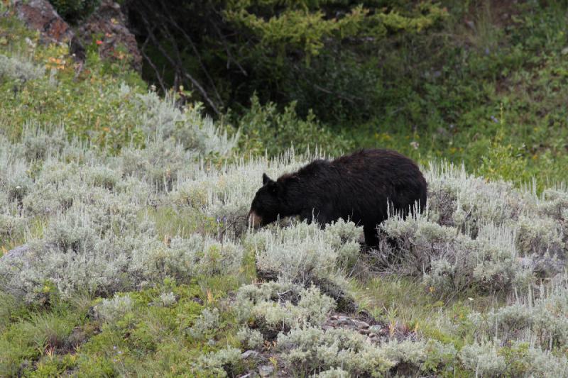 2009-08-05 14:02:29 ** Black Bear, Yellowstone National Park ** 