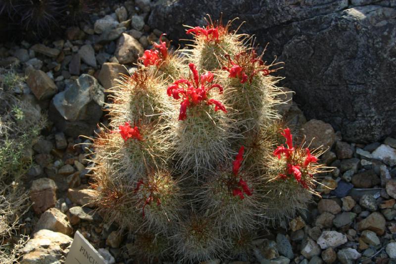 2006-06-17 17:52:28 ** Botanical Garden, Cactus, Tucson ** Blooming cactus.