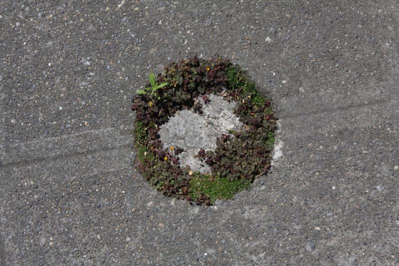 2012-06-15 10:41:14 ** Seattle ** Nature reconquers this sidewalk in Seattle.