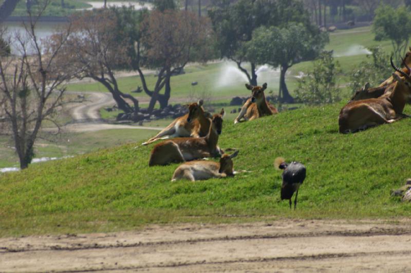 2008-03-21 14:41:46 ** San Diego, San Diego Zoo's Wild Animal Park ** 
