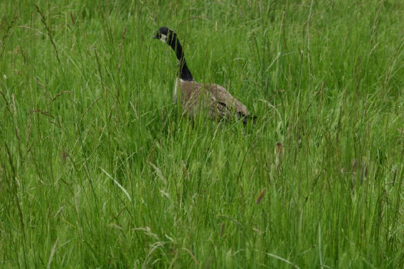 2005-05-07 14:26:06 ** Oregon, Roseburg, Zoo ** Goose.