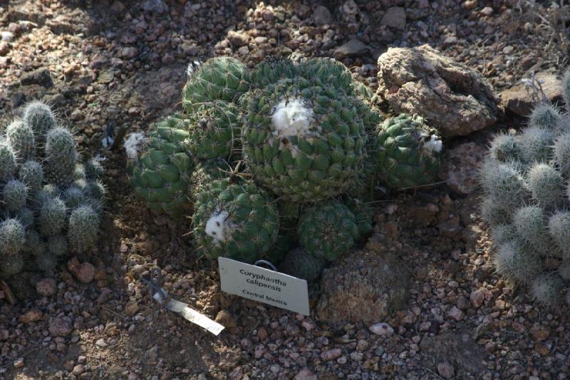 2007-10-27 13:15:34 ** Botanical Garden, Cactus, Phoenix ** Coryphantha calipensis. 2007-10-27 13:15:34 ** Botanical Garden, Cactus, Phoenix ** Coryphantha calipensis.