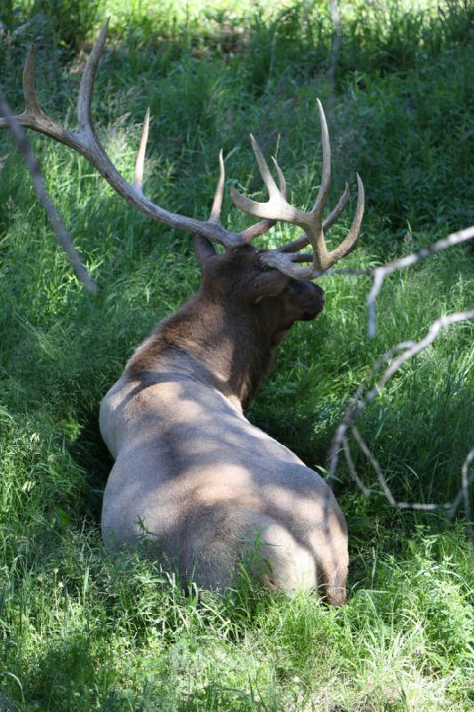 2008-08-16 14:14:03 ** Elk, Yellowstone National Park ** 