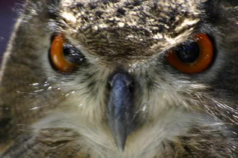 2007-06-18 11:36:02 ** Utah, Zoo ** Eagle owl.