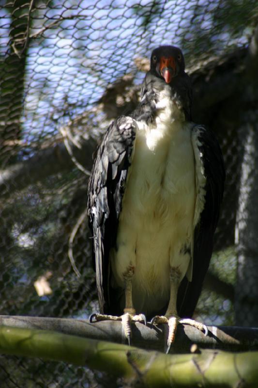 2005-05-21 16:54:30 ** Tracy Aviary ** This king vulture probably wants to know exactly why I am taking a picture of it.