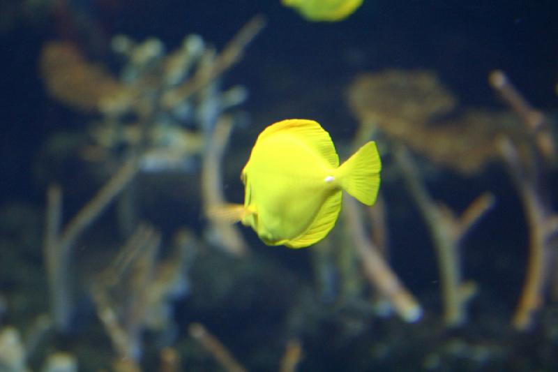 2007-09-01 11:21:06 ** Aquarium, Seattle ** Yellow fish inside the aquarium.