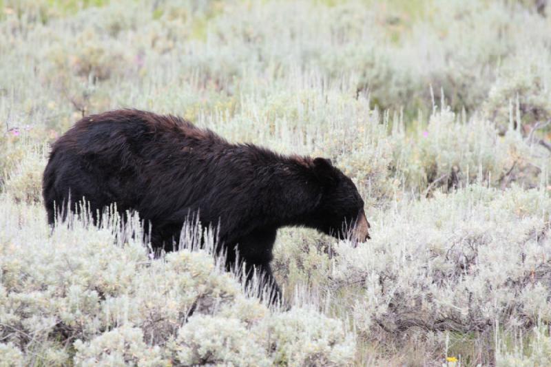 2009-08-05 14:09:02 ** Black Bear, Yellowstone National Park ** 