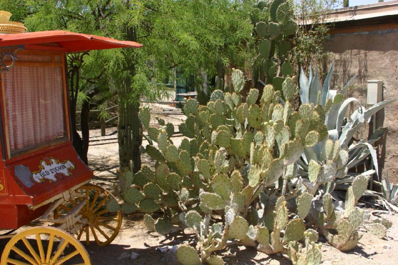 2006-06-17 11:44:48 ** Cactus, Tucson ** 'Opuntia' im Vordergrund und Agave im Hintergrund.