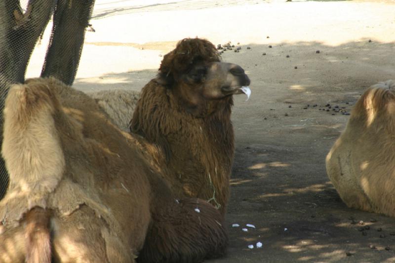 2008-03-20 10:26:58 ** San Diego, Zoo ** Bactrian camel with some foam on its mouth.