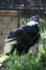 The andean condor got up now. A really huge bird.