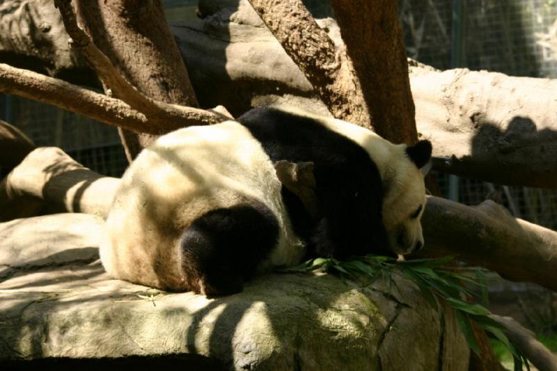 2008-03-20 11:38:06 ** San Diego, Zoo ** Panda.