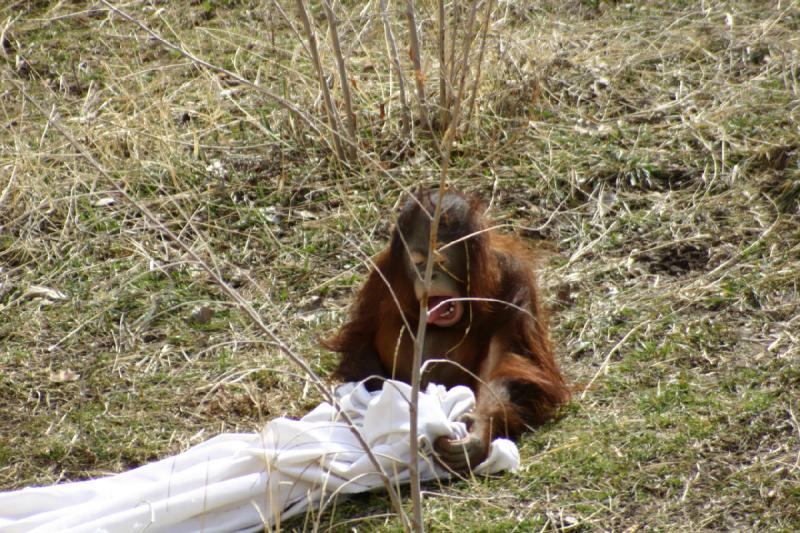 2007-03-11 13:22:28 ** Utah, Zoo ** Orang-Utan.