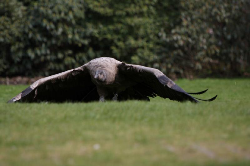 2010-04-13 14:52:17 ** Deutschland, Walsrode, Zoo ** 