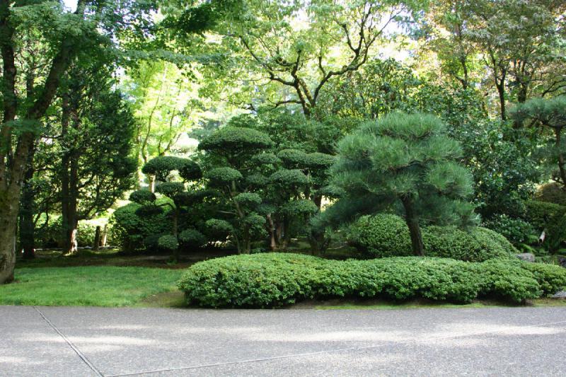 2007-09-02 15:23:14 ** Portland ** Trees in the Japanese Garden.