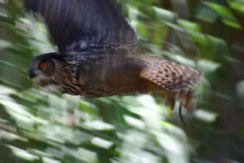 2007-06-18 11:18:46 ** Utah, Zoo ** Eagle owl in flight.