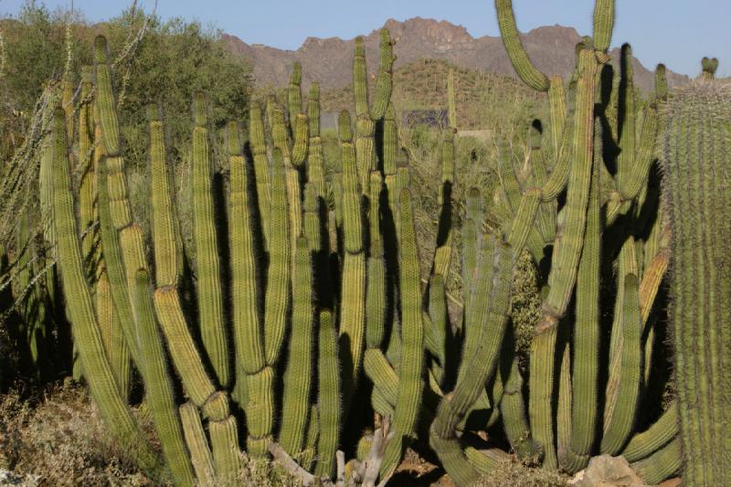 2006-06-17 17:50:16 ** Botanical Garden, Cactus, Tucson ** Organ Pipe Cactus.