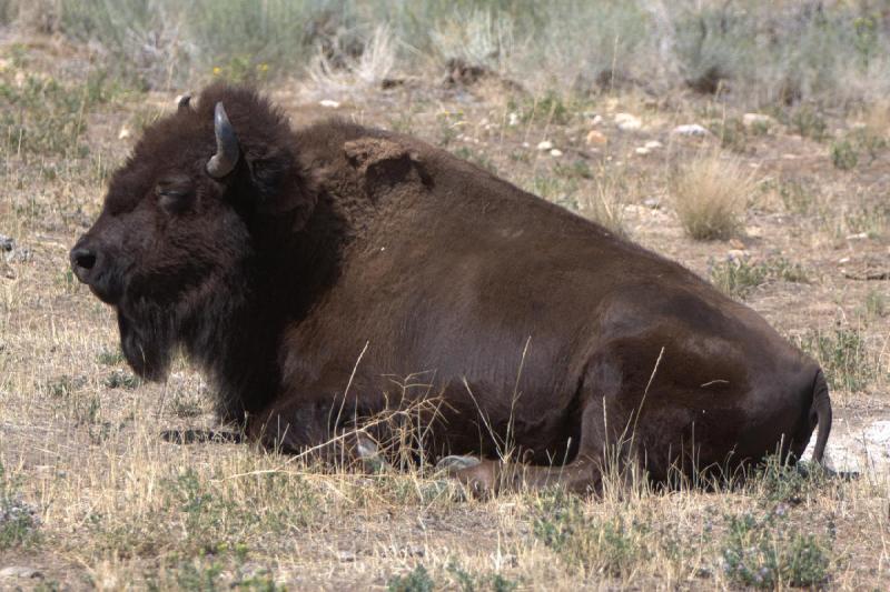 2014-08-15 11:49:15 ** Antelope Island, Bison, Utah ** 2014-08-15 11:49:15 ** Antelope Island, Bison, Utah **