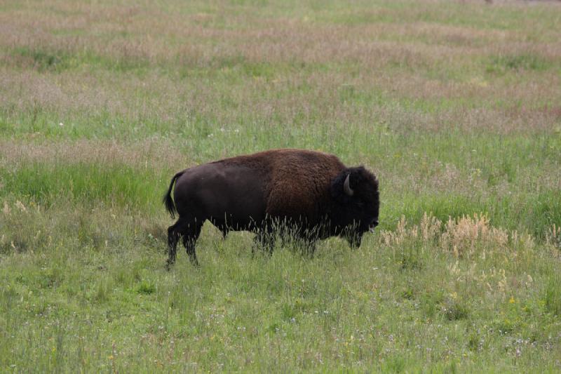 2009-08-05 13:47:33 ** Bison, Yellowstone Nationalpark ** 