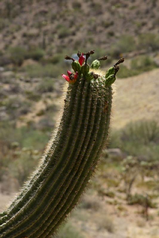 2006-06-17 11:17:56 ** Cactus, Tucson ** Fruit of the 'Saguaro' cactus.
