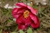 This red peony was in one of the corners of the garden.