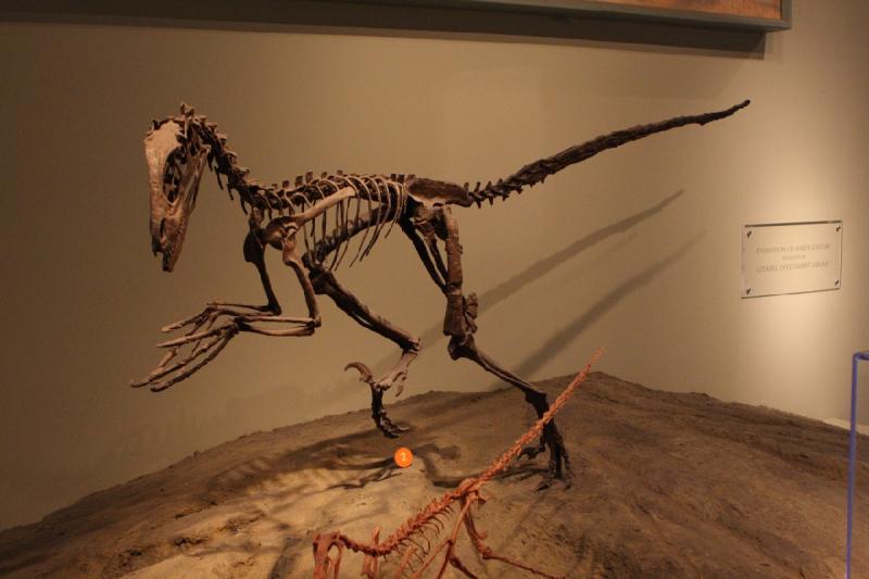 2014-03-13 13:06:36 ** Chicago, Field Museum, Illinois ** 