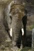 One of the elephants enjoys the recently rebuilt elephant enclosure.