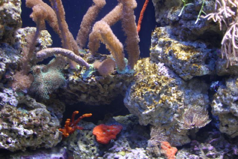 2006-11-29 13:32:02 ** Aquarium, Berlin, Germany, Zoo ** Corals.