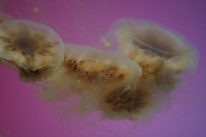 2014-03-12 14:18:54 ** Chicago, Illinois, Shedd Aquarium ** 