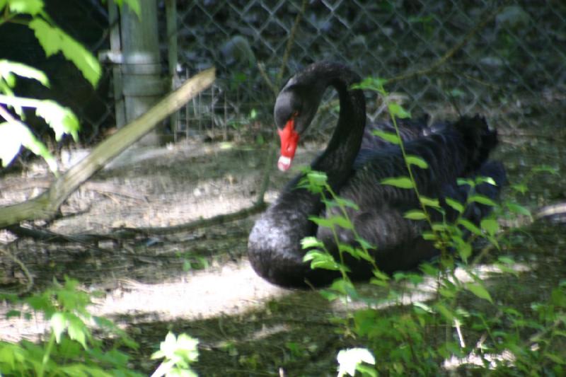 2005-05-21 17:56:04 ** Tracy Aviary ** Black swan.