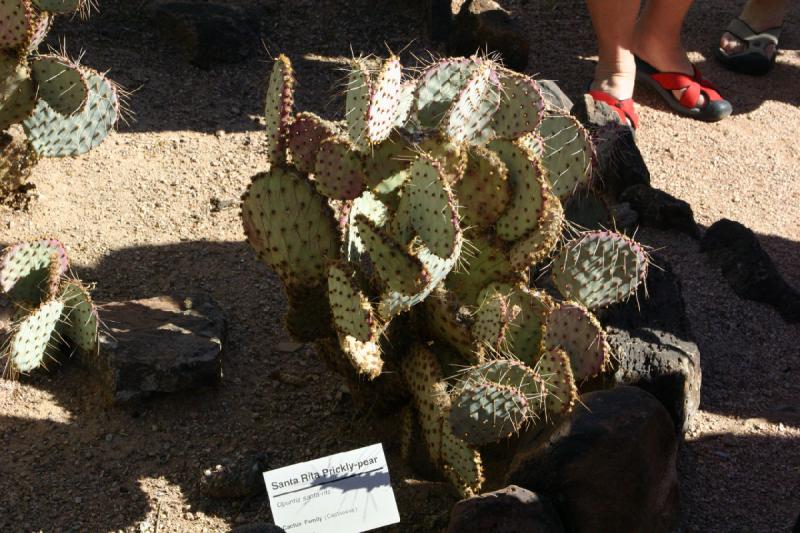 2007-10-27 13:05:46 ** Botanical Garden, Cactus, Phoenix ** Santa-Rita prickly pear.