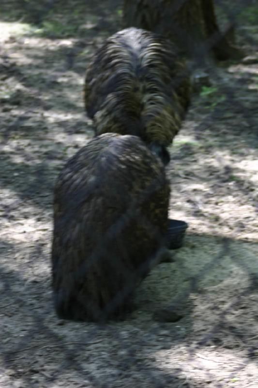 2005-05-21 17:12:06 ** Tracy Aviary ** Emus.