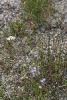 Wild flowers near the geysers.