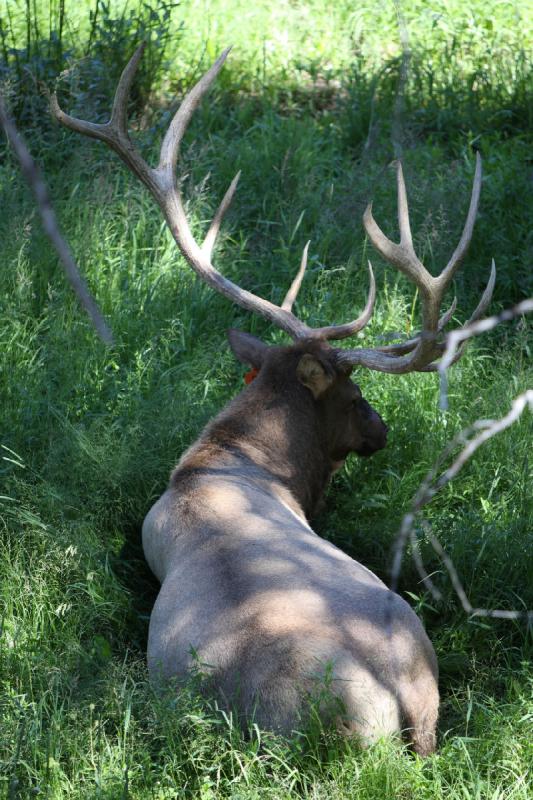 2008-08-16 14:13:44 ** Elk, Yellowstone National Park ** 