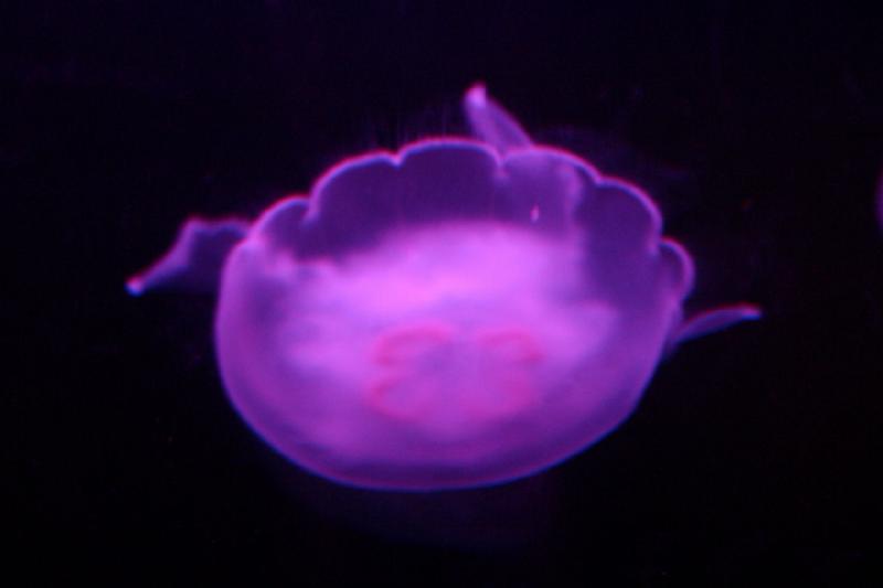 2007-09-01 11:16:22 ** Aquarium, Seattle ** Jellyfish.