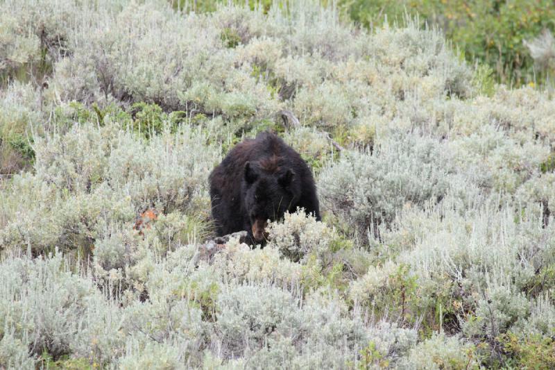 2009-08-05 14:03:29 ** Black Bear, Yellowstone National Park ** 