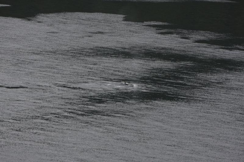 2012-06-19 20:20:49 ** Alaska, Cruise, Humpback Whale ** 