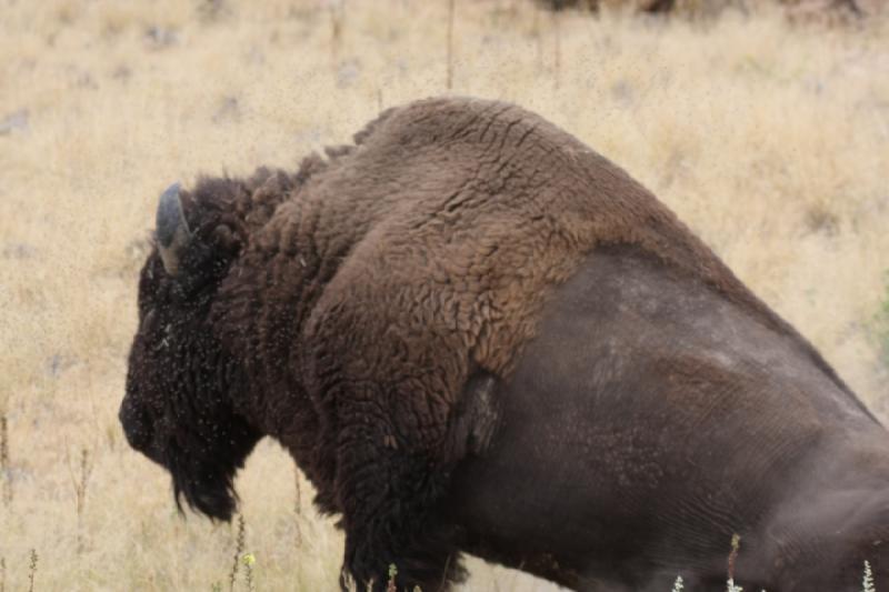 2013-08-24 15:45:19 ** Antelope Island, Bison, Utah ** 