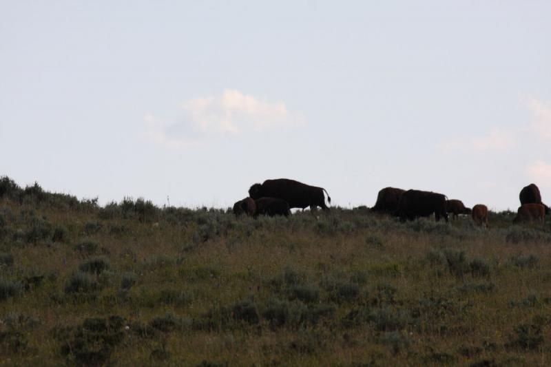 2009-08-04 17:01:42 ** Bison, Yellowstone Nationalpark ** 