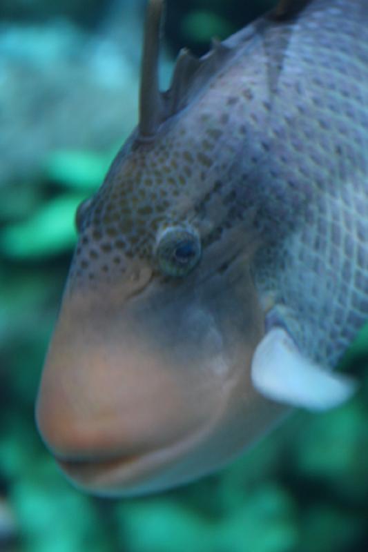 2014-03-12 15:50:00 ** Chicago, Illinois, Shedd Aquarium ** 