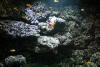 Reef in the aquarium of the Berlin Zoo.