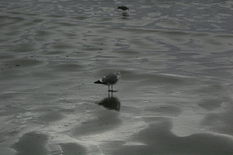 2006-01-28 15:22:46 ** Oregon, Seaside ** Diese Möwe scheint nicht so recht zu wissen, wo sie eigentlich hin will. 2006-01-28 15:22:46 ** Oregon, Seaside ** Diese Möwe scheint nicht so recht zu wissen, wo sie eigentlich hin will.