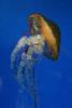 Jellyfish.