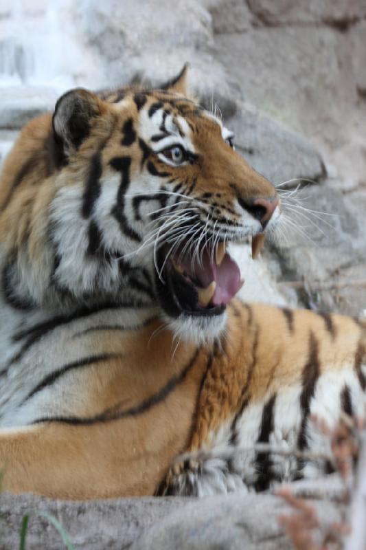 2012-05-17 19:17:50 ** Tiger, Utah, Zoo ** 2012-05-17 19:17:50 ** Tiger, Utah, Zoo **