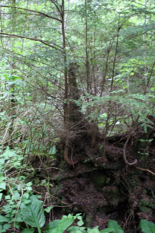 2012-06-19 09:25:08 ** Alaska, Cruise, Ketchikan, Totem Bight State Historic Park ** 2012-06-19 09:25:08 ** Alaska, Cruise, Ketchikan, Totem Bight State Historic Park **