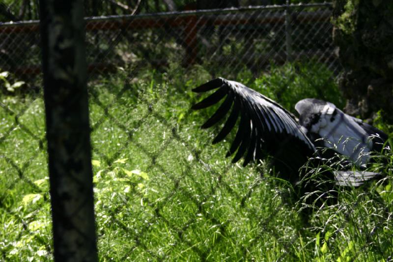 2005-05-21 17:05:52 ** Tracy Aviary ** Andean condor with its wings wide open.