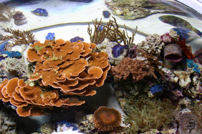 2007-10-13 12:50:36 ** Aquarium, California, Zoo ** Corals.