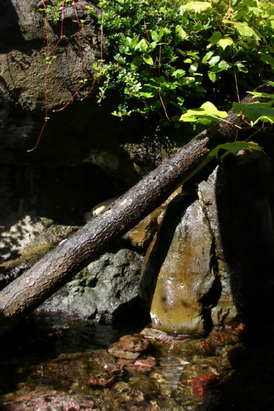 2007-09-01 11:46:24 ** Aquarium, Seattle ** Fallen tree trunk.