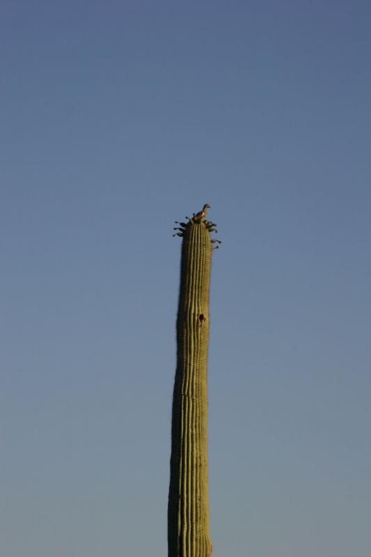 2006-06-17 18:38:24 ** Botanical Garden, Cactus, Tucson ** Dove on a Saguaro cactus.